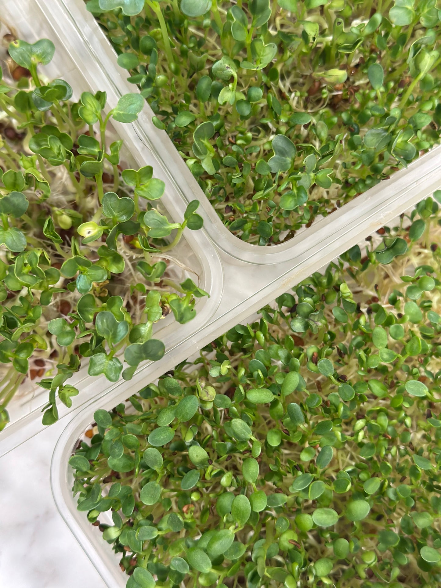 Microgreens