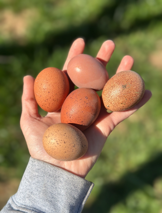Welsummer Fertilized Hatching Eggs
