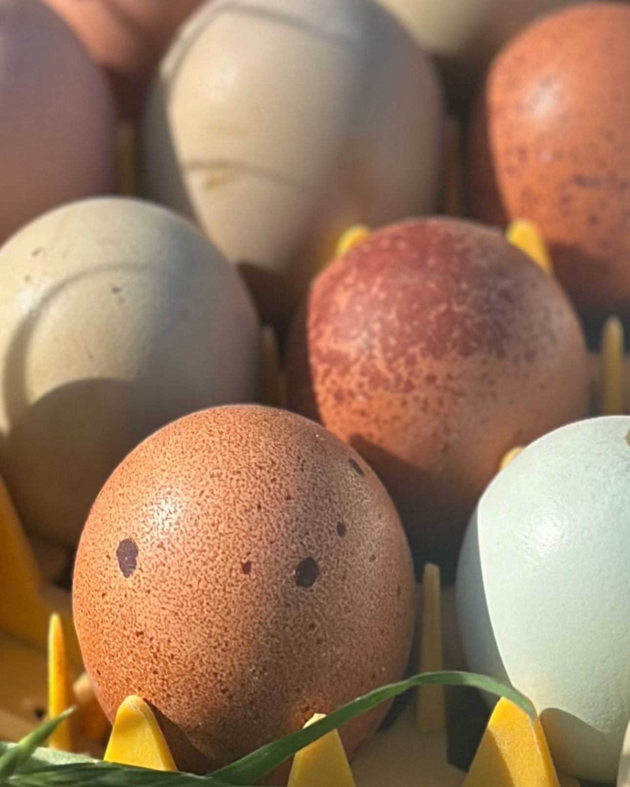 Welsummer Fertilized Hatching Eggs